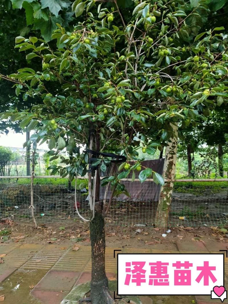 山东柿子树苗磨盘牛心台湾脆柿子苗甜脆柿保品种保质