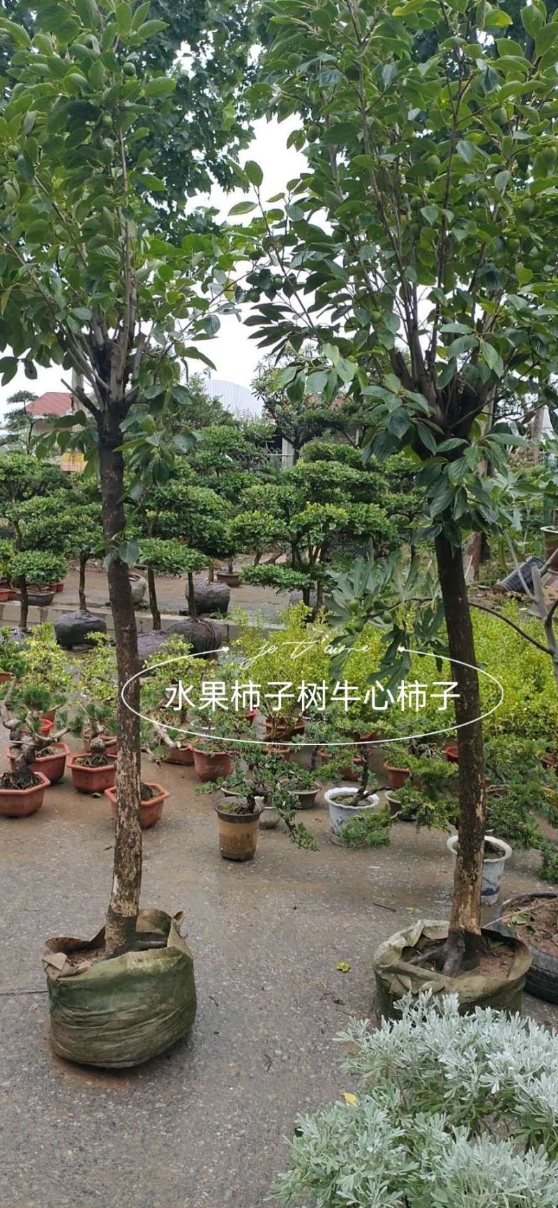 山东柿子树苗磨盘牛心台湾脆柿子苗甜脆柿保品种保质