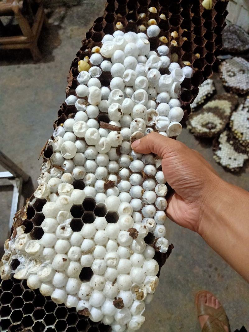金环虎头蜂批发零售喜欢联系