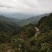 原始森林下山野生鸟柿果子，真真正正无公害绿色水果原汁原味