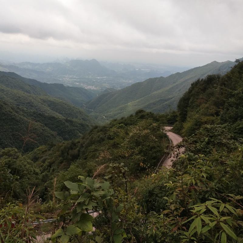 原始森林下山野生鸟柿果子，真真正正无公害绿色水果原汁原味