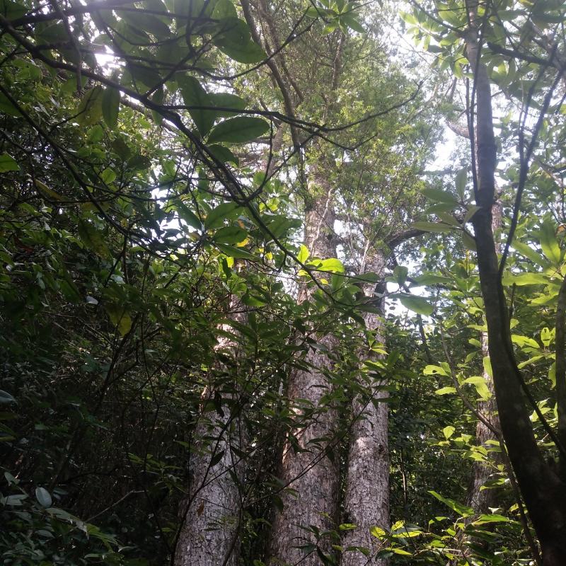 原始森林下山野生鸟柿果子，真真正正无公害绿色水果原汁原味