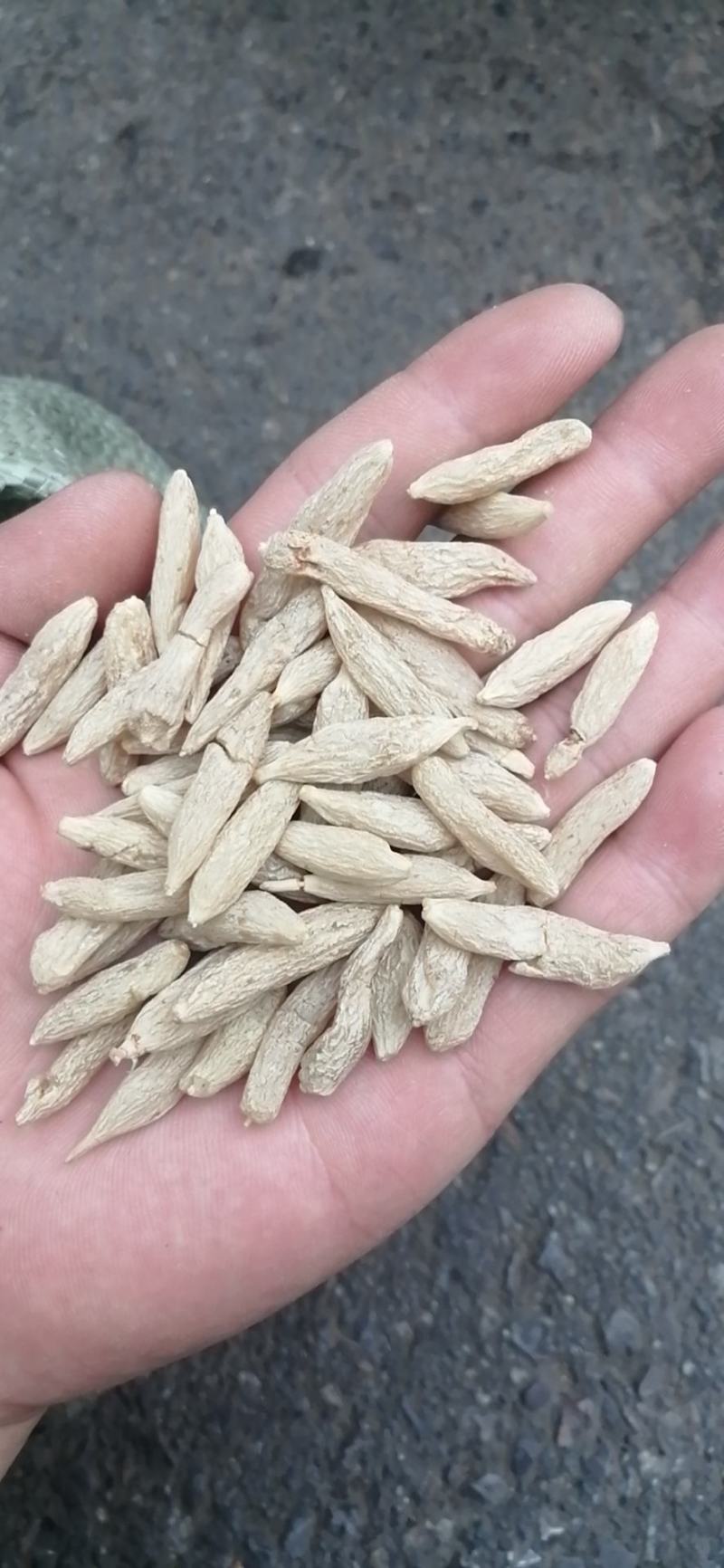 麦冬四川麦冬各种规格中药材批发零售