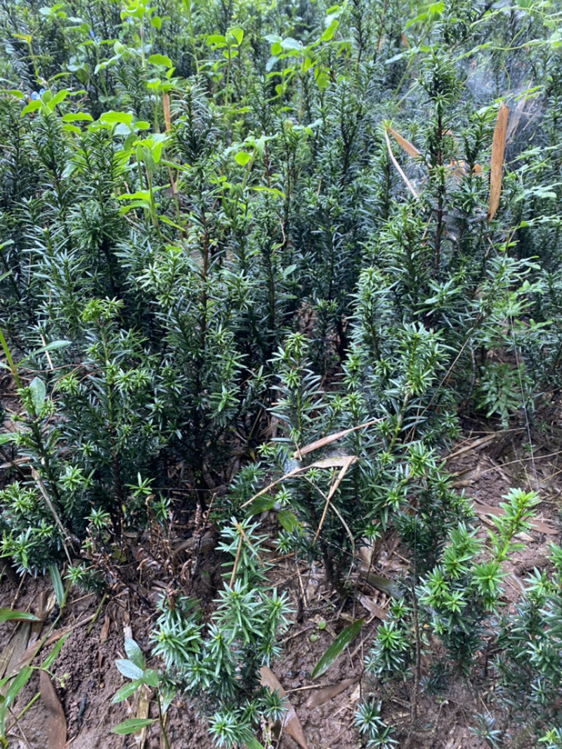 百万株曼迪亚红豆杉大批量出售