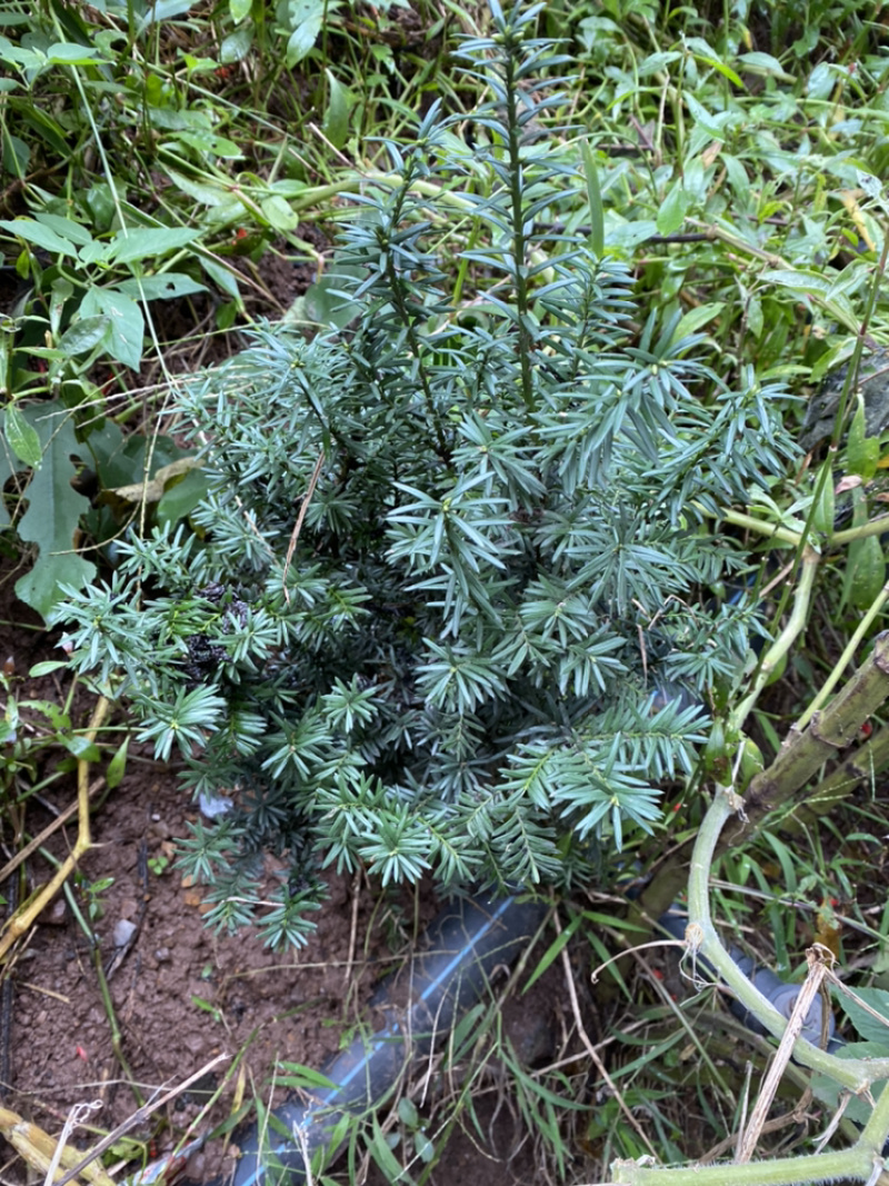 百万株曼迪亚红豆杉大批量出售