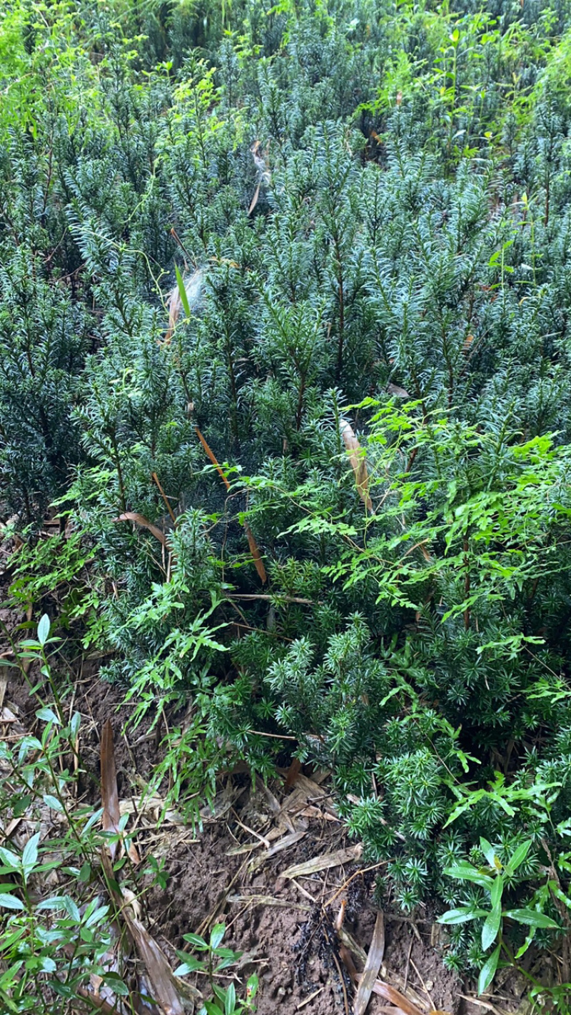 百万株曼迪亚红豆杉大批量出售