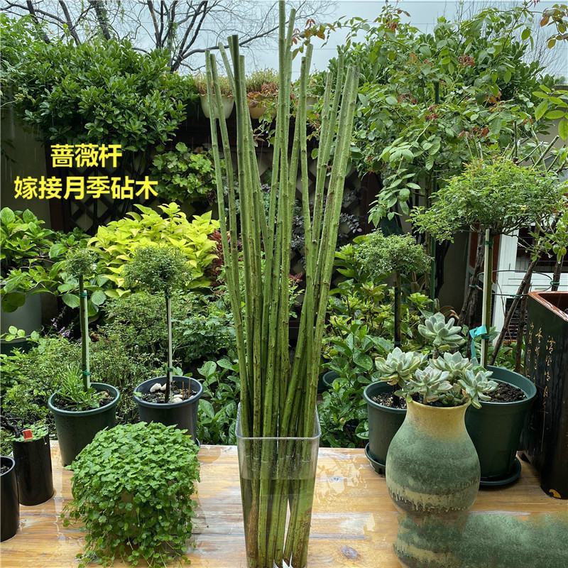 无刺蔷薇杆子嫁接月季大量出售详情请您来电咨询