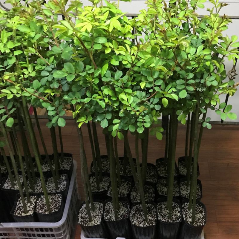 无刺蔷薇杆子嫁接月季大量出售详情请您来电咨询