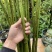 无刺蔷薇杆子嫁接月季大量出售详情请您来电咨询