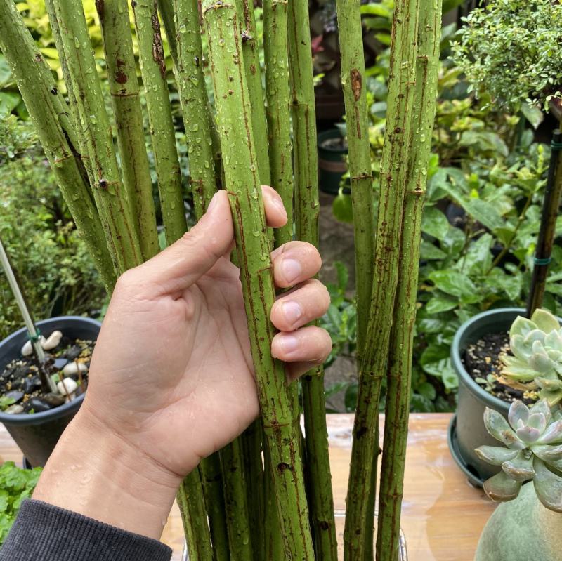 无刺蔷薇杆子嫁接月季大量出售详情请您来电咨询