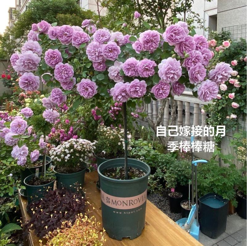 无刺蔷薇杆子嫁接月季大量出售详情请您来电咨询