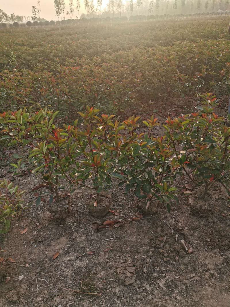红叶石楠，自己苗圃基地量大从优，欢迎新老客户咨询