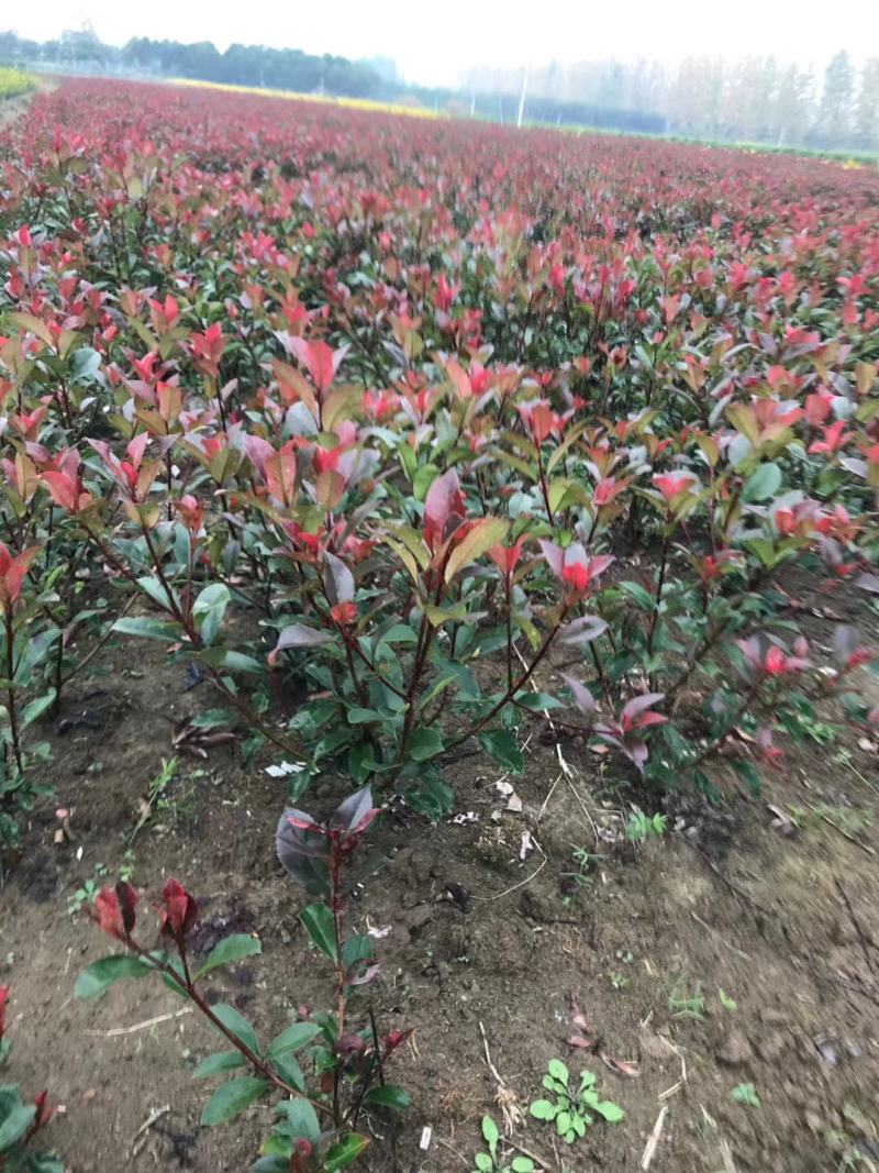 红叶石楠，自己苗圃基地量大从优，欢迎新老客户咨询