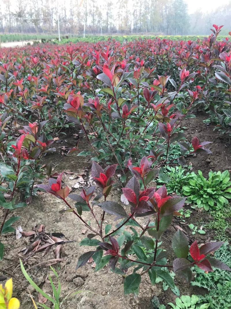 红叶石楠，自己苗圃基地量大从优，欢迎新老客户咨询