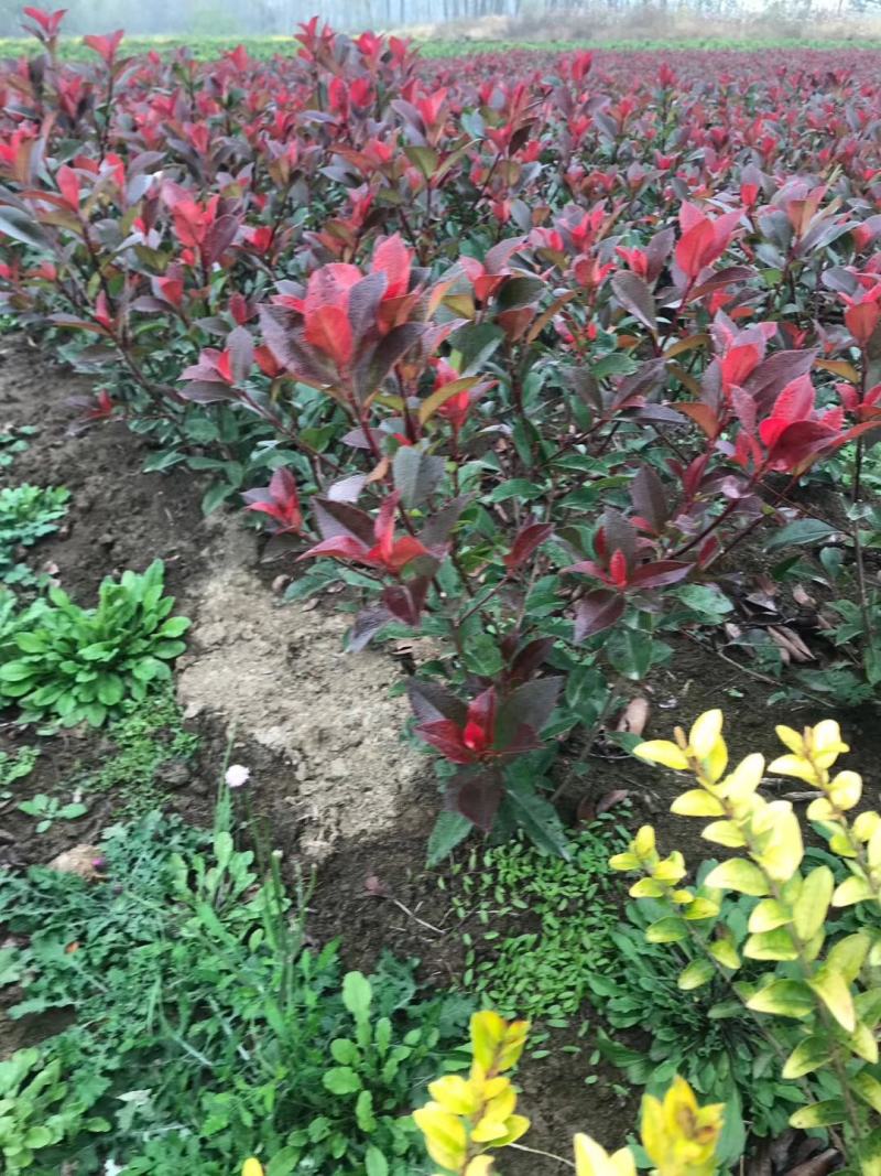红叶石楠，自己苗圃基地量大从优，欢迎新老客户咨询