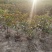 红叶石楠，自己苗圃基地量大从优，欢迎新老客户咨询