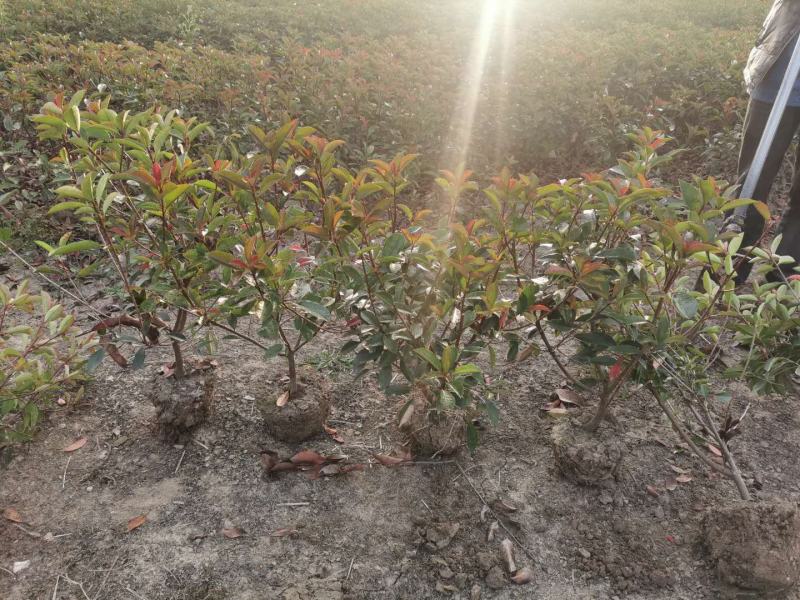 红叶石楠，自己苗圃基地量大从优，欢迎新老客户咨询