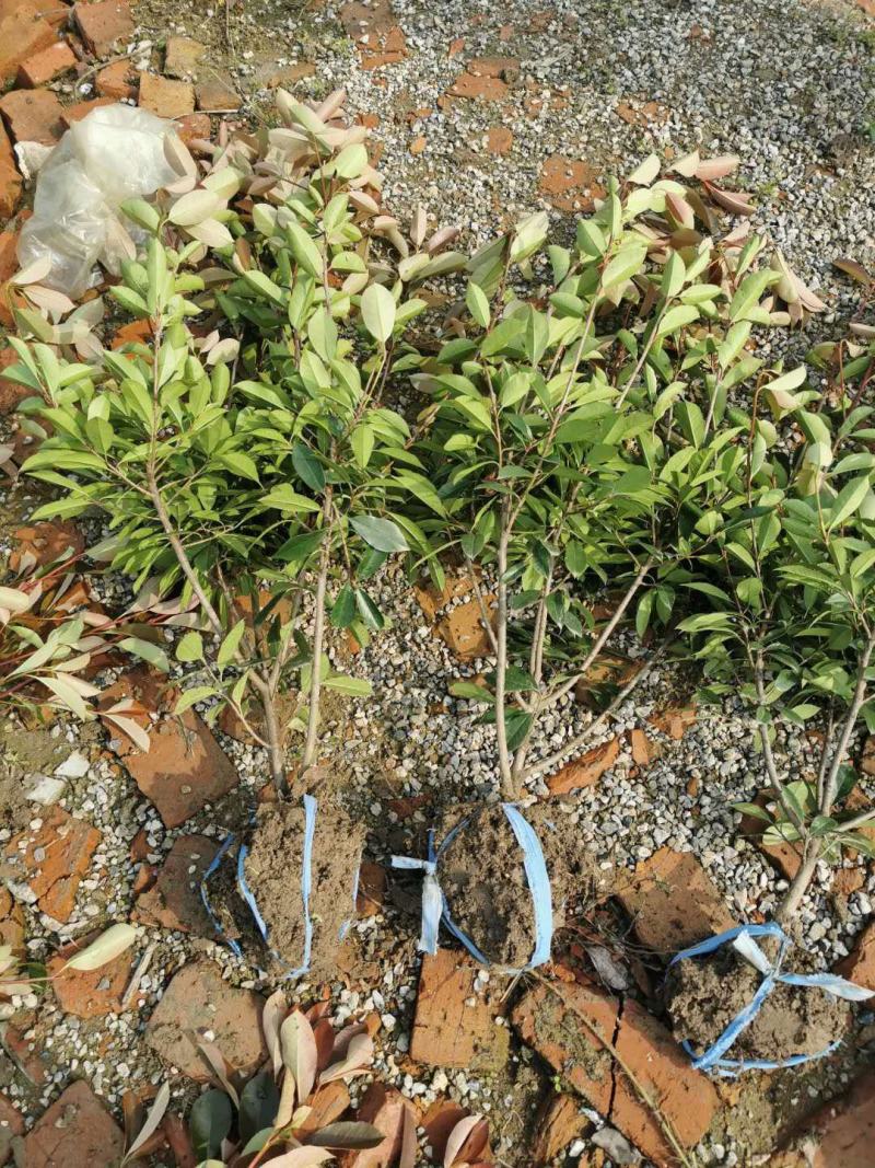 红叶石楠，自己苗圃基地量大从优，欢迎新老客户咨询