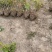 红叶石楠，自己苗圃基地量大从优，欢迎新老客户咨询