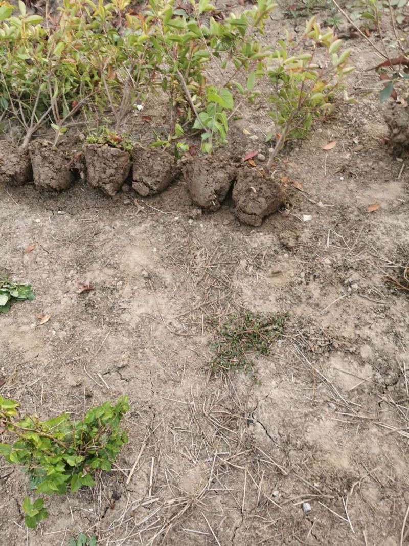 红叶石楠，自己苗圃基地量大从优，欢迎新老客户咨询