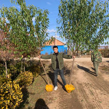 山桃精品树3-5公分一级大量出售，分枝点1.2米以上