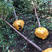 山桃精品树3-5公分一级大量出售，分枝点1.2米以上