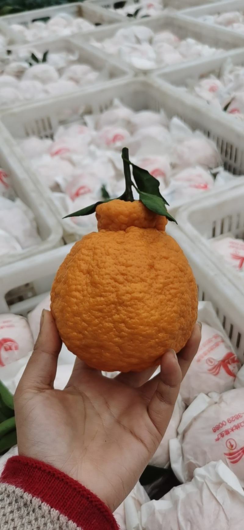 【精品】四川丑八怪不知火，脆甜化渣！电商社区市场大量有货