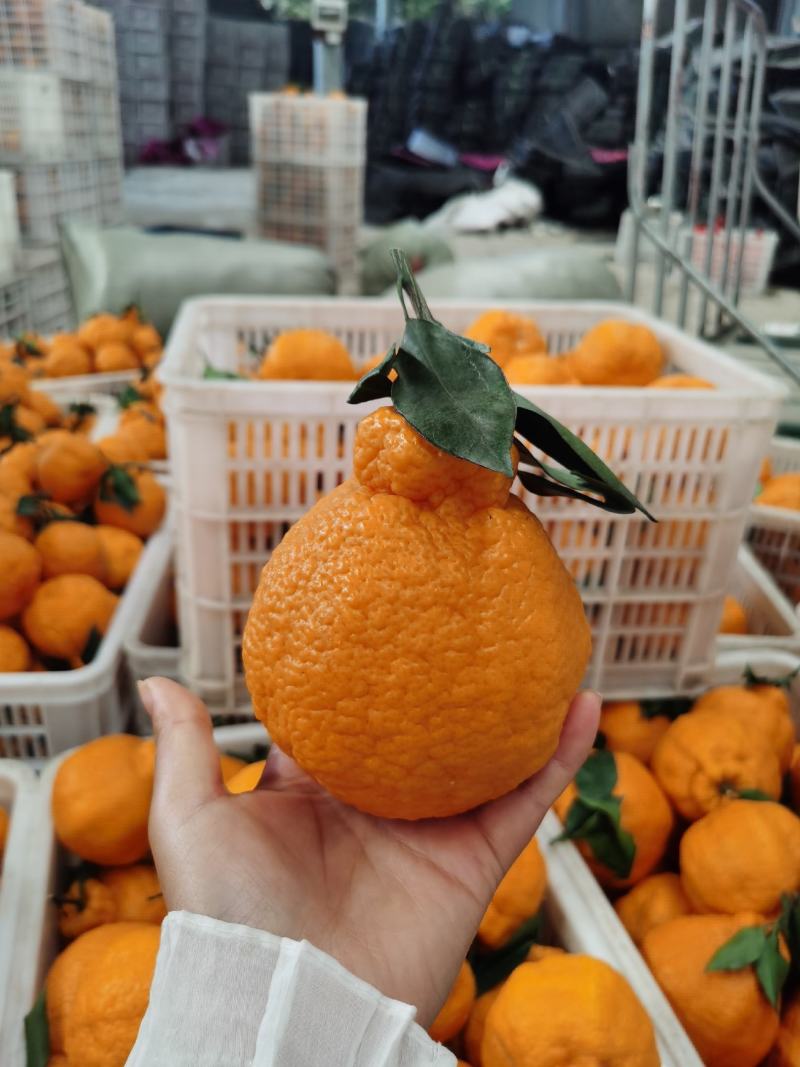 【精品】四川丑八怪不知火，脆甜化渣！电商社区市场大量有货