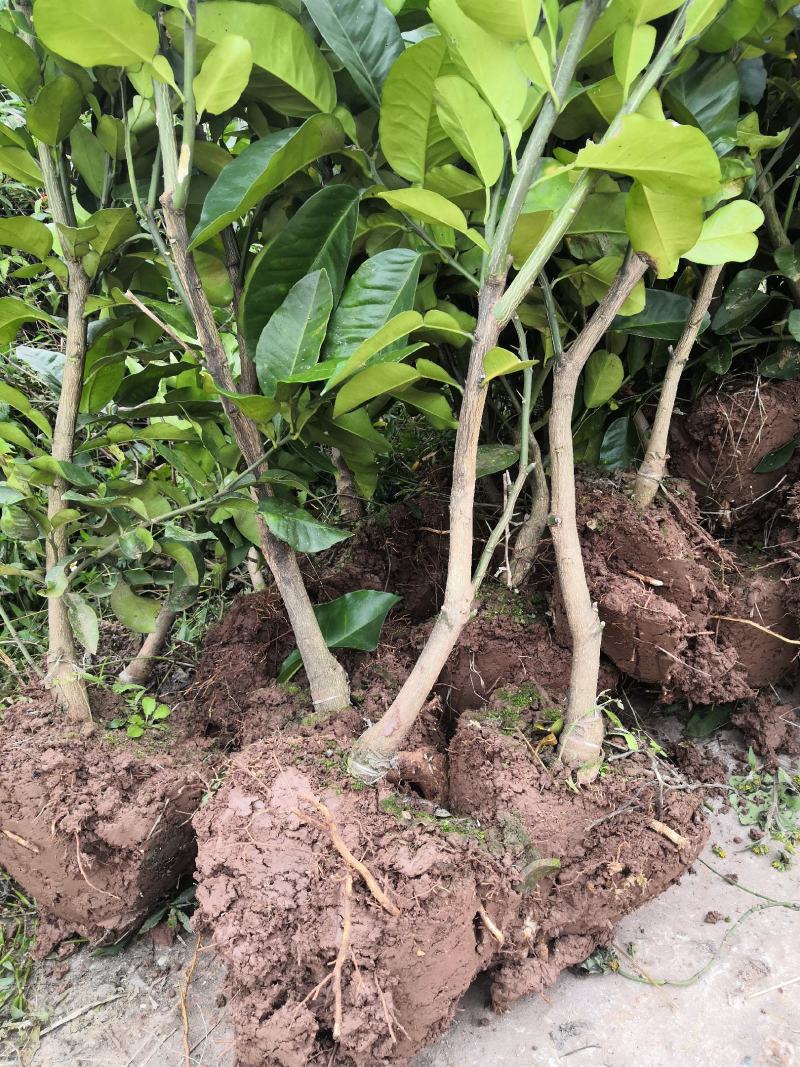 红心蜜柚苗海南红肉柚苗台湾血柚苗带土球基地直供量大优惠