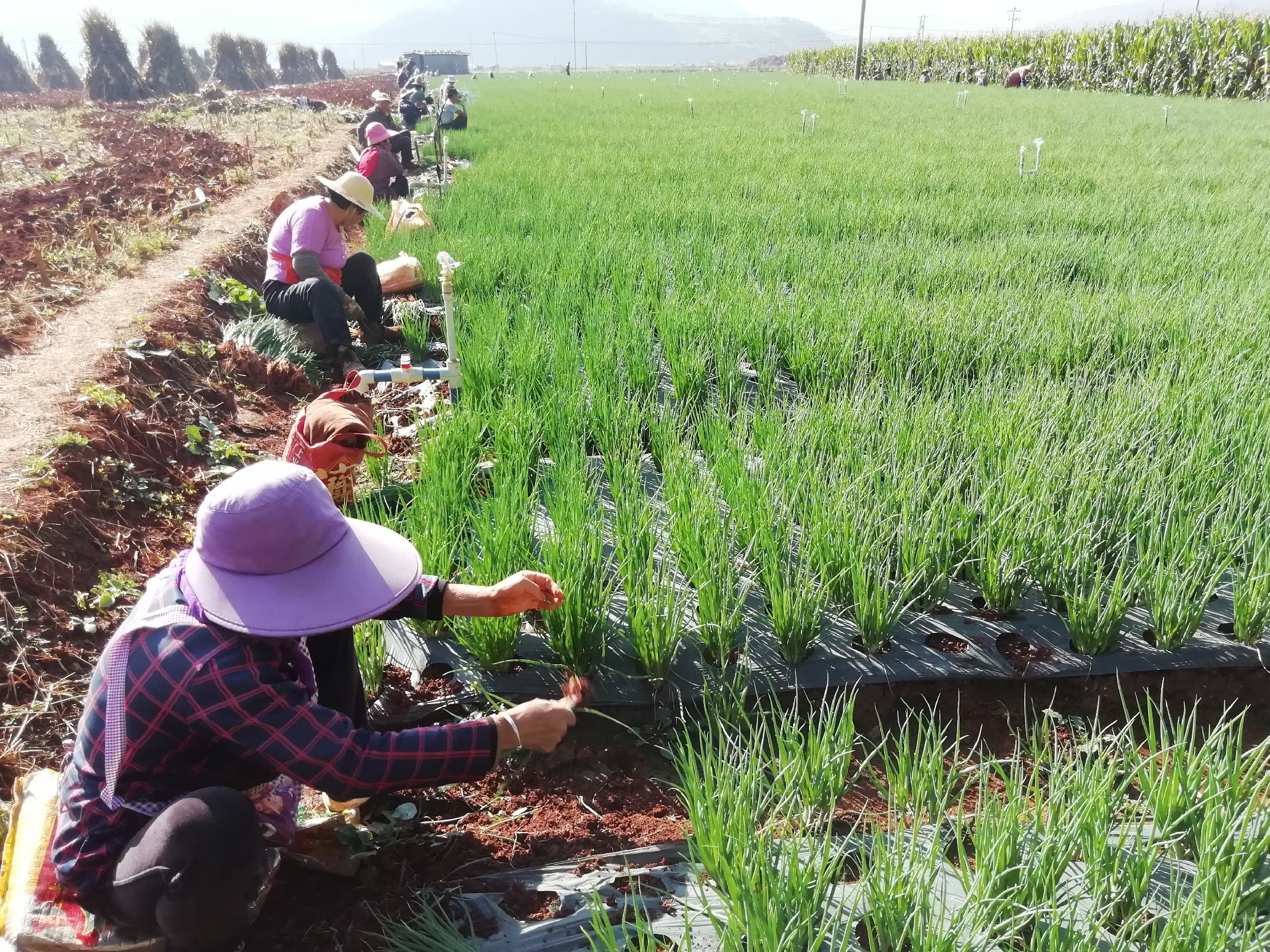小葱田间管理与采收