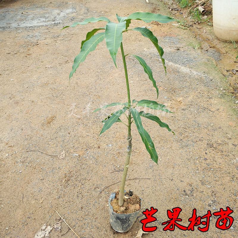 各种芒果苗数量充足。