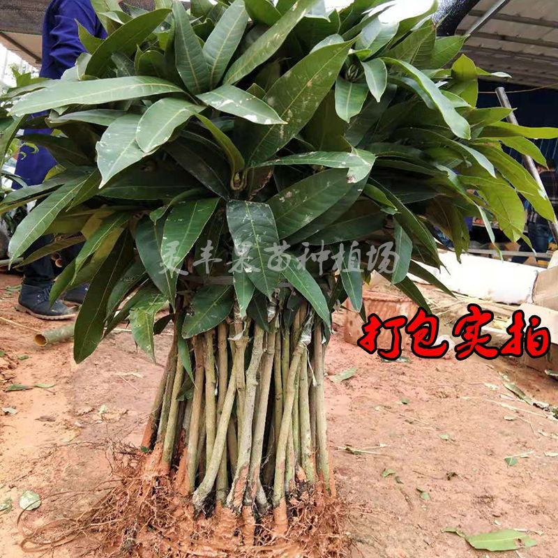 各种芒果苗数量充足。