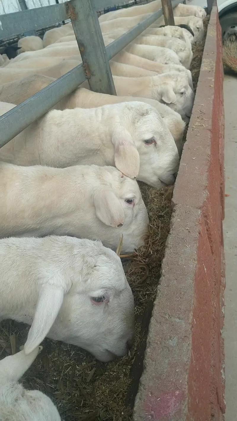 【热】澳洲白羊抗寒抗病耐粗饲包成活包运输包技术