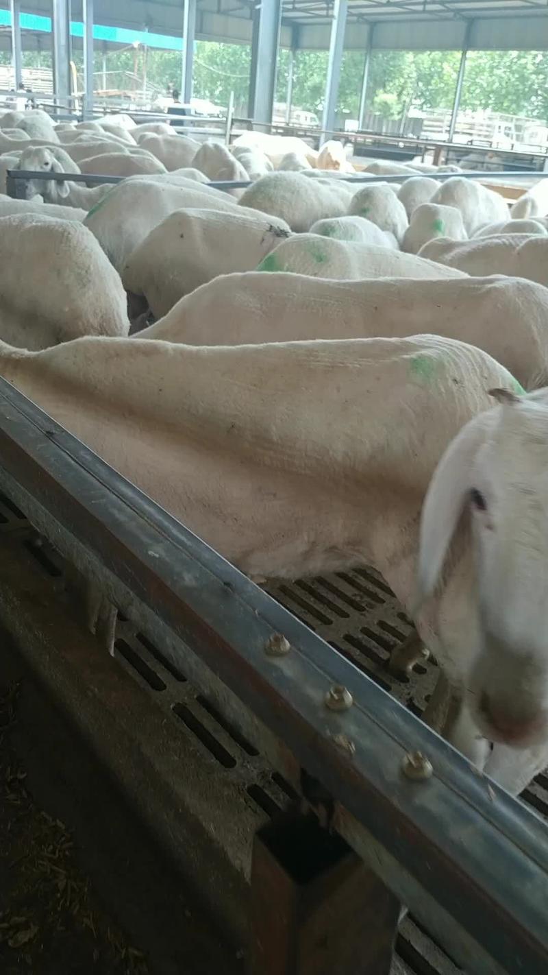 【热】澳洲白羊抗寒抗病耐粗饲包成活包运输包技术