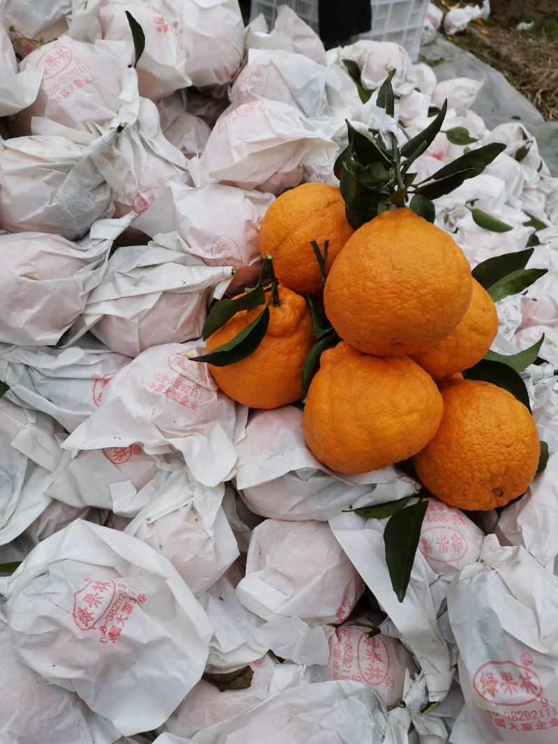 【精品】四川丑八怪不知火，脆甜化渣！电商社区市场大量有货