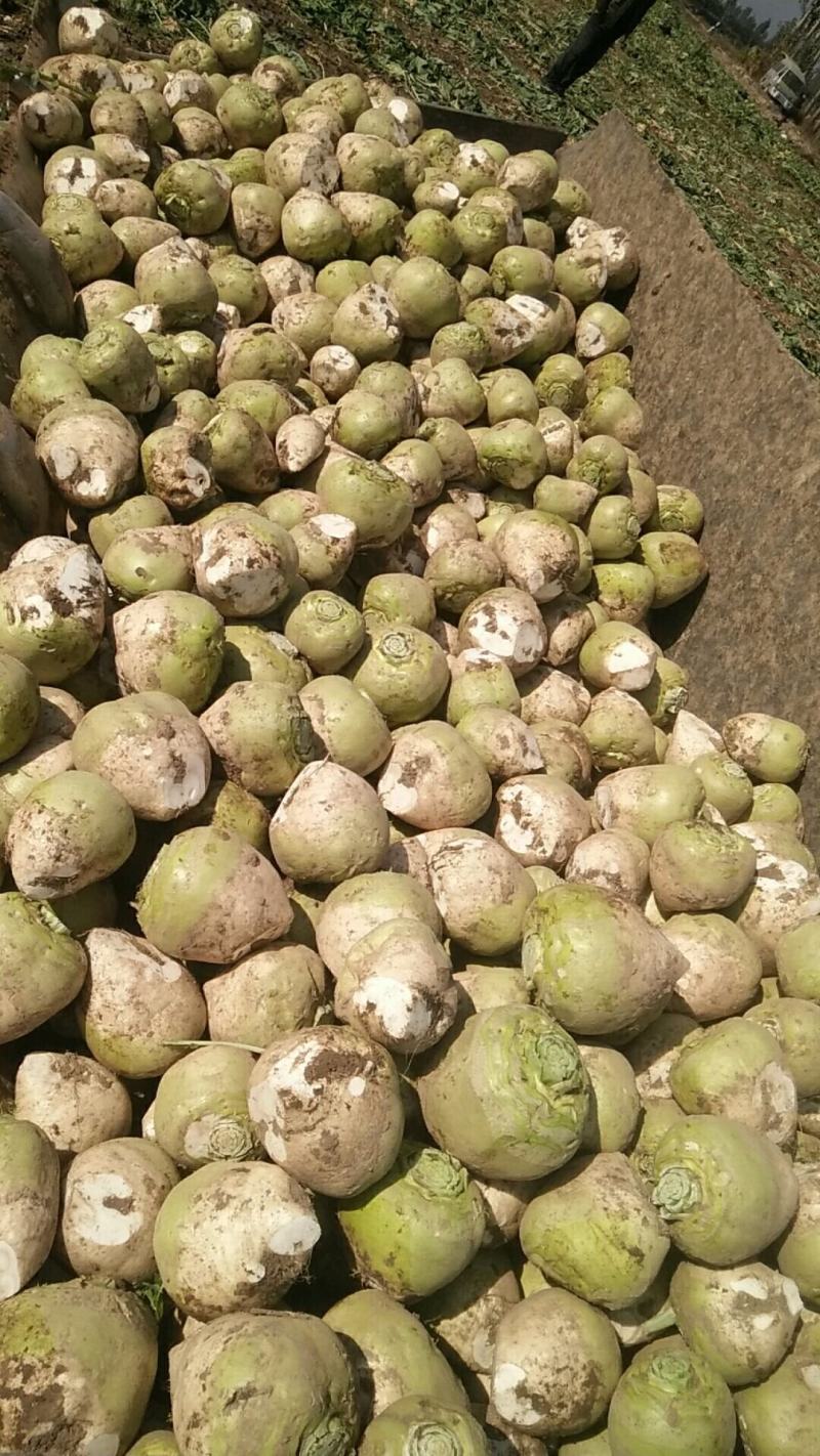 山西省文水县精品芥菜头大量供应，保证质量。