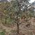 山西运城柿子树，10公分柿子树，柿子树处理，甜柿柿子树