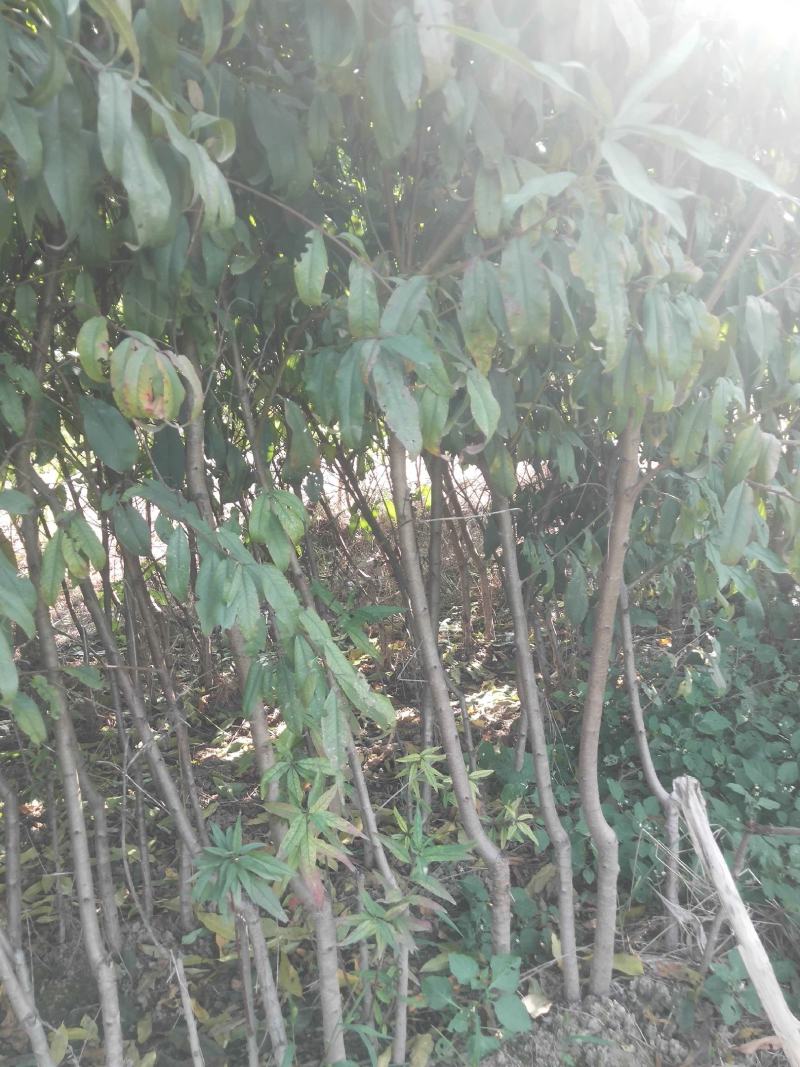 【桃树苗】蟠桃血桃冬桃黄桃春美九宝