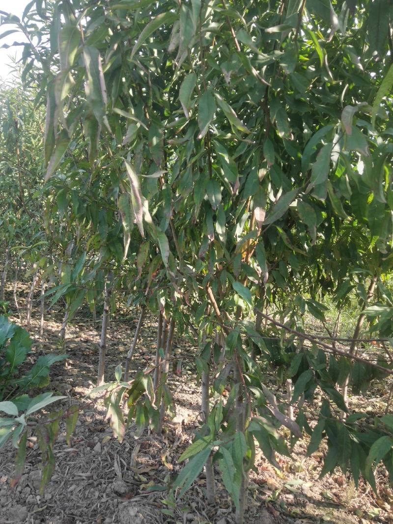 【桃树苗】蟠桃血桃冬桃黄桃春美九宝