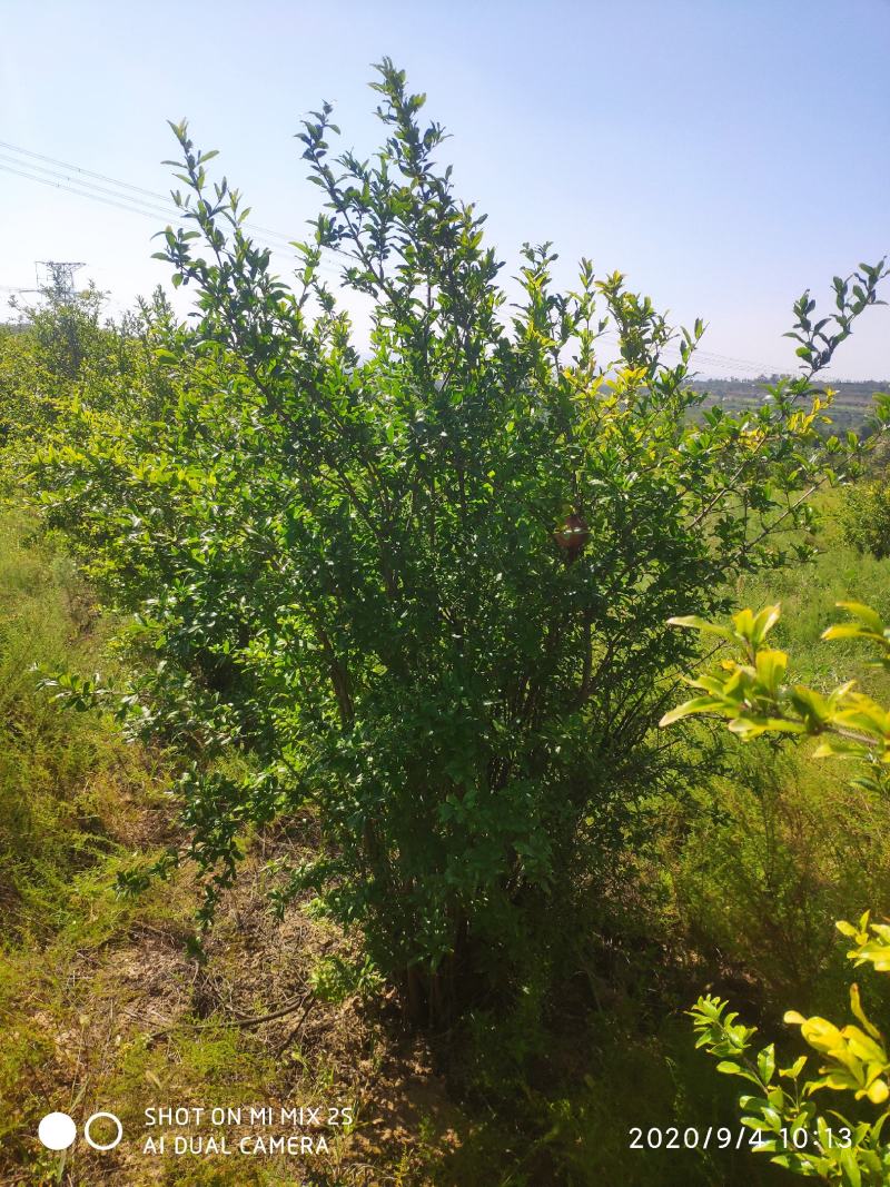 山西运城石榴树，丛生石榴树，独杆石榴树，石榴树基地直发