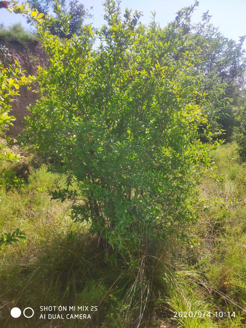 山西运城石榴树，丛生石榴树，独杆石榴树，石榴树基地直发