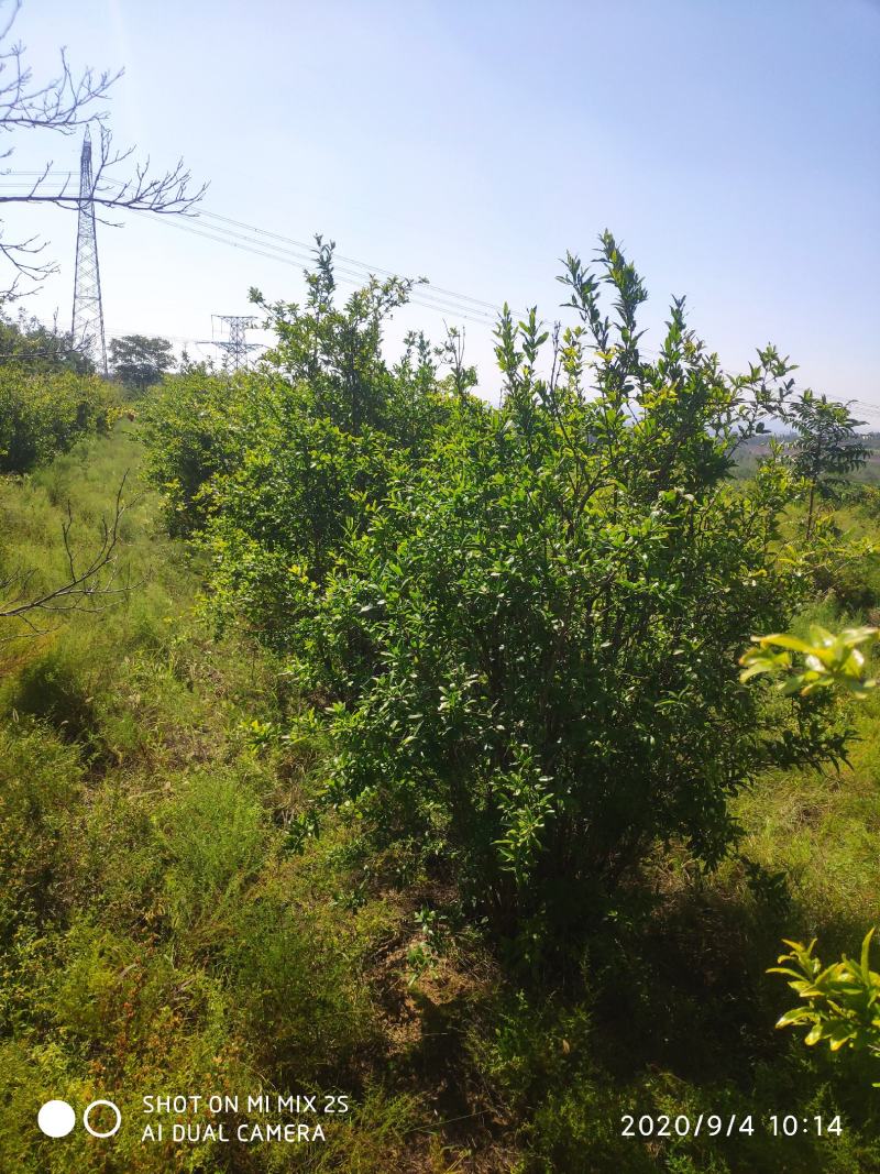 山西运城石榴树，丛生石榴树，独杆石榴树，石榴树基地直发