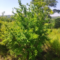 山西运城石榴树，丛生石榴树，独杆石榴树，石榴树基地直发
