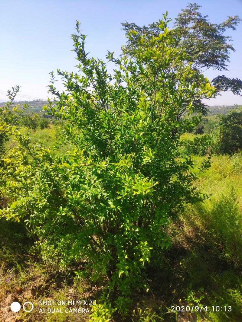 山西运城石榴树，丛生石榴树，独杆石榴树，石榴树基地直发