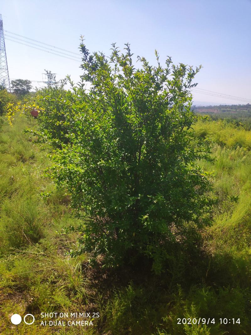 山西运城石榴树，丛生石榴树，独杆石榴树，石榴树基地直发