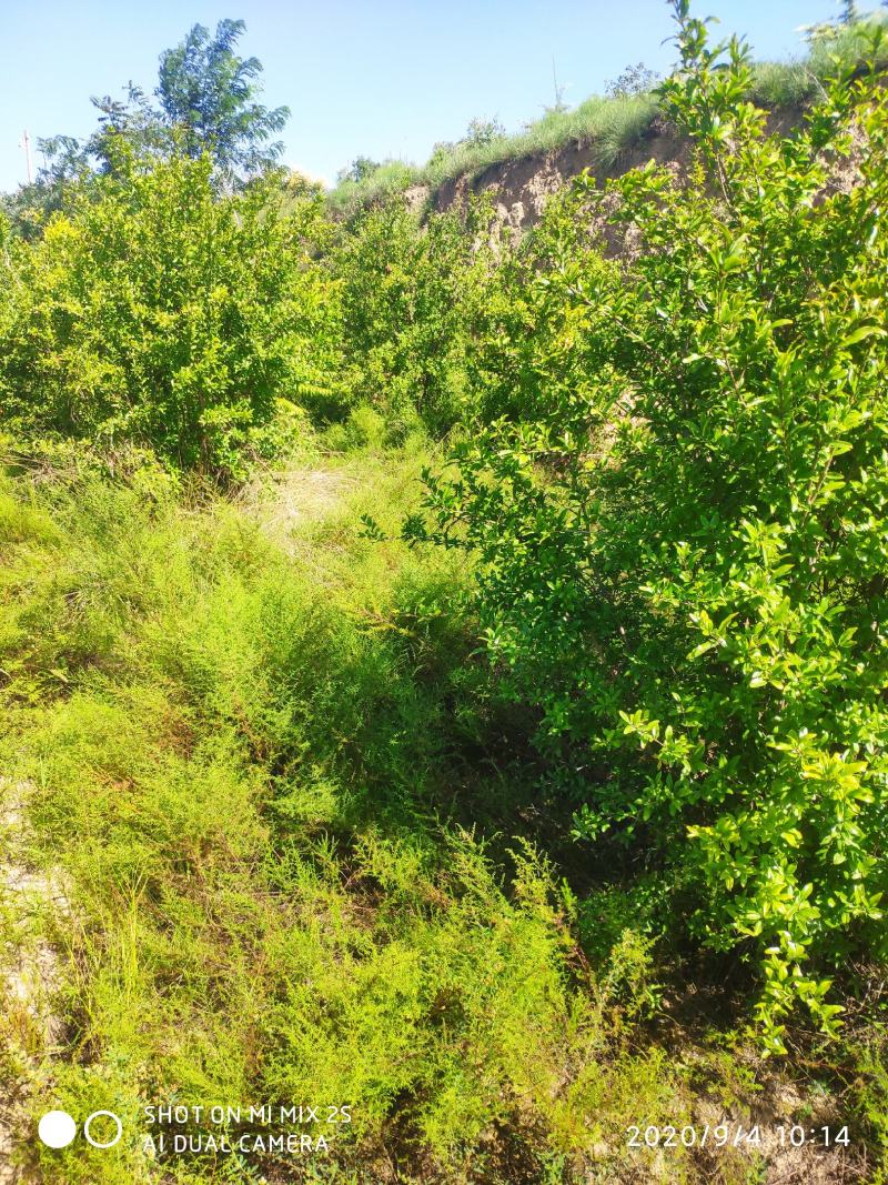 山西运城石榴树，丛生石榴树，独杆石榴树，石榴树基地直发