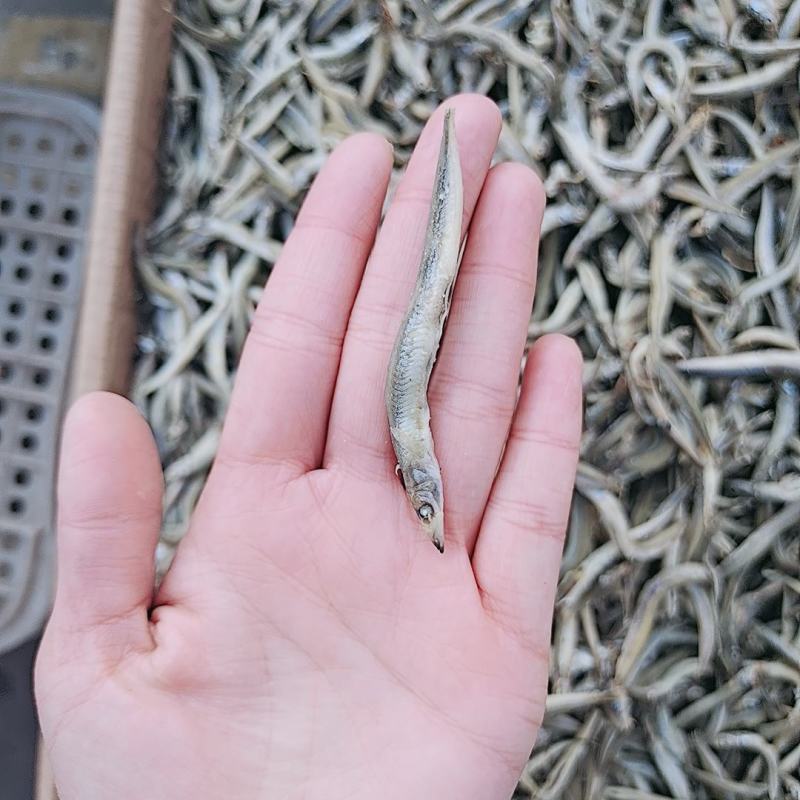 银针鱼，新货新到家，质量不错，大量现货批发！可以即食