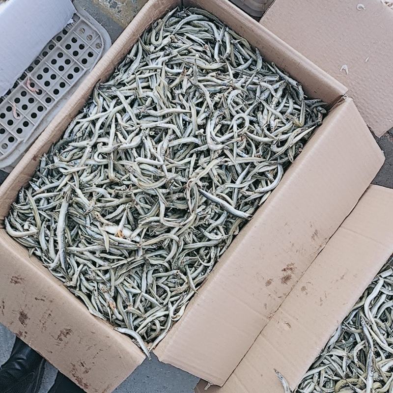 银针鱼，新货新到家，质量不错，大量现货批发！可以即食
