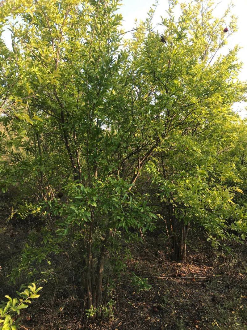 山西运城石榴树，丛生石榴树，独杆石榴树，石榴树基地直发
