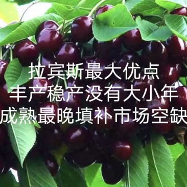 脱毒晚熟丰产稳产品种大果拉宾斯樱桃苗车厘子苗包邮死苗补发